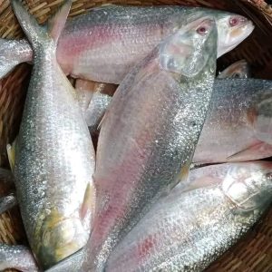 ৬ কেজি ইলিশ ১২ পিস ২৫০০