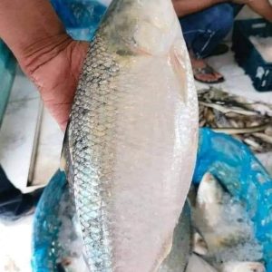 ৬ কেজি ইলিশ ৬ পিস ৩০০০