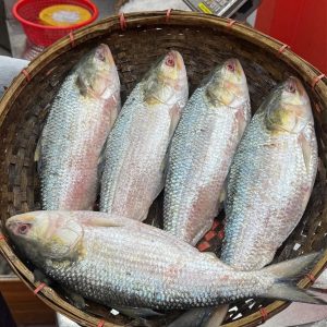 ৬ কেজি ইলিশ ১৫ পিস ২০০০